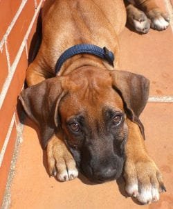 Sexto, a brown dog, lying on a tiled floor with his head resting on his paws, looking up at the camera