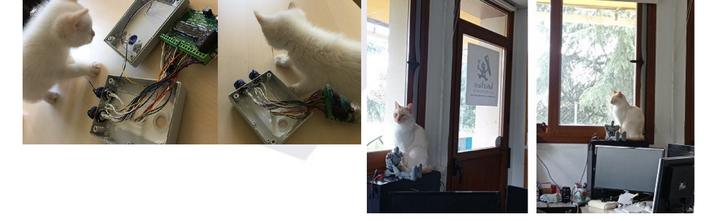 On the left, the kitten from an earlier photo curiously inspecting the open box; on the right, the same cat now grown, sitting by a window and by the front door